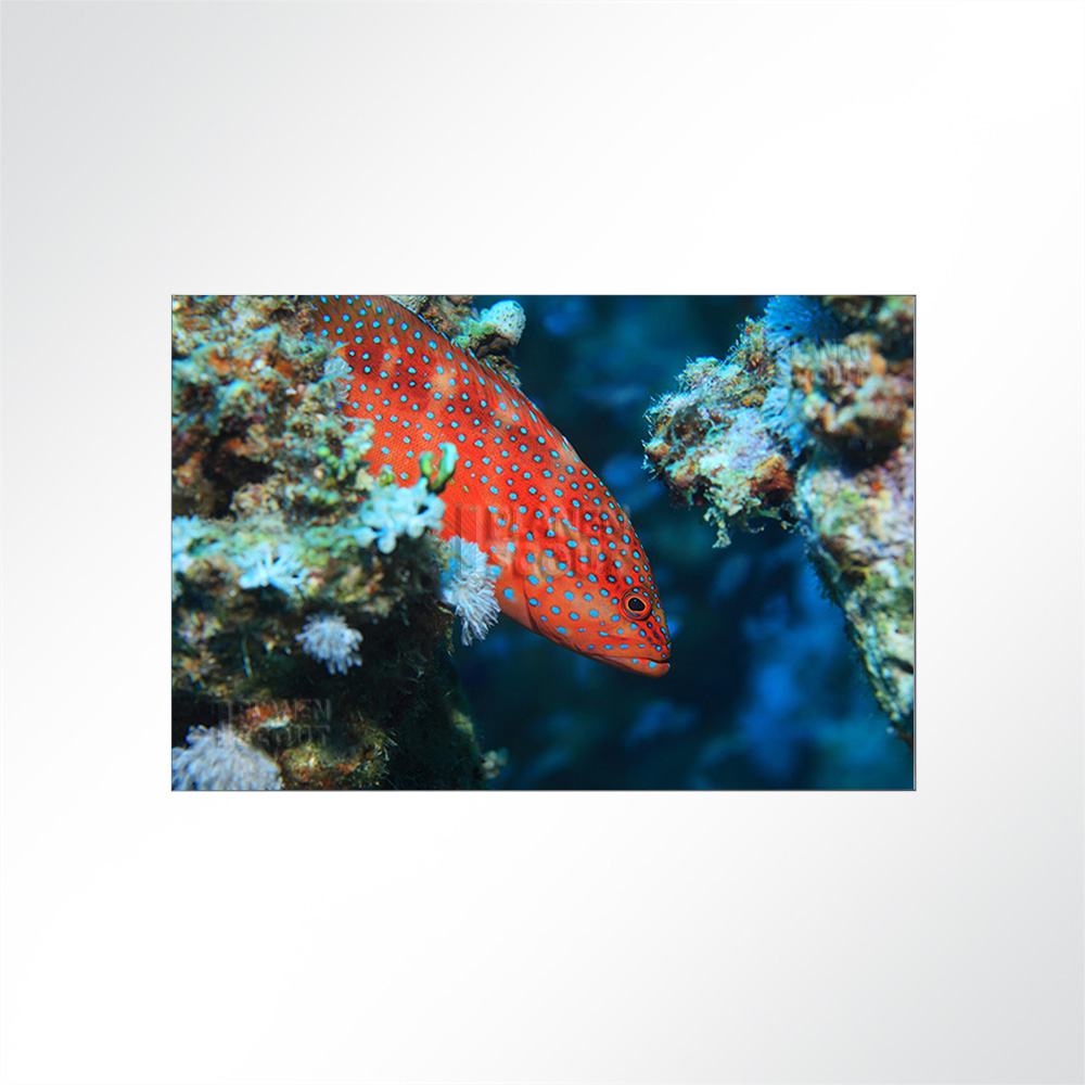 Artikelbild Absorberbild - Ein Juwelen-Zackenbarsch im Korallenriff 50x50x5,5cm