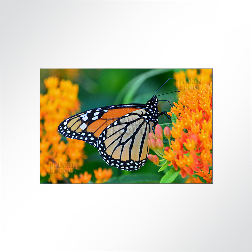 Artikelbild Absorberbild - Schmetterling im Bltenrausch 50x50x5,5cm