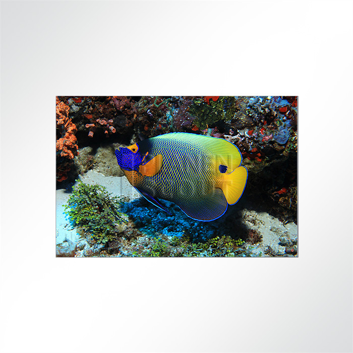 Akustikbild Fisch am Korallenriff - So bunt und vielfltig ist das Leben am Riff!