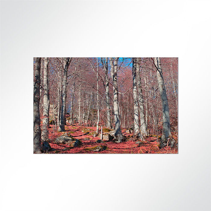 Akustikbild - Birkenwald mit grnem Laub bedeckt