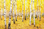 Vorschaubild Wald-Leuchtende Farben im Herbst (4928 x 3264)