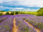 Vorschaubild Duft der Provence (4618 x 3464)