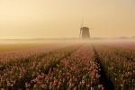 Vorschaubild Windmühle im Feld (7701 x 5134)