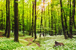 Vorschaubild Waldweg – Lassen Sie sich von der Natur ablenken! (5000 x 2813)