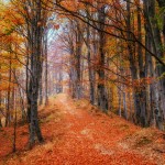 Vorschaubild Waldweg im Herbstwald (4000 x 4000)