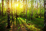Vorschaubild Wald- Die ersten Sonnenstrahlen (3300 x 2200)