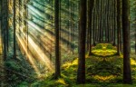 Vorschaubild Die ersten Sonnenstrahlen im Wald (2500 x 1600)