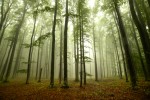 Vorschaubild Nebel im Wald (6016 x 4010)