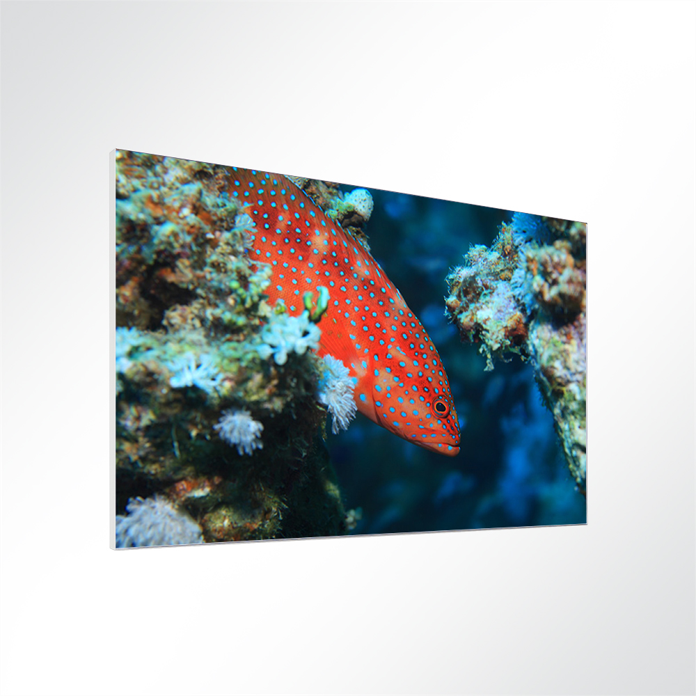 Artikelbild Absorberbild - Ein Juwelen-Zackenbarsch im Korallenriff 80x60x5,5cm