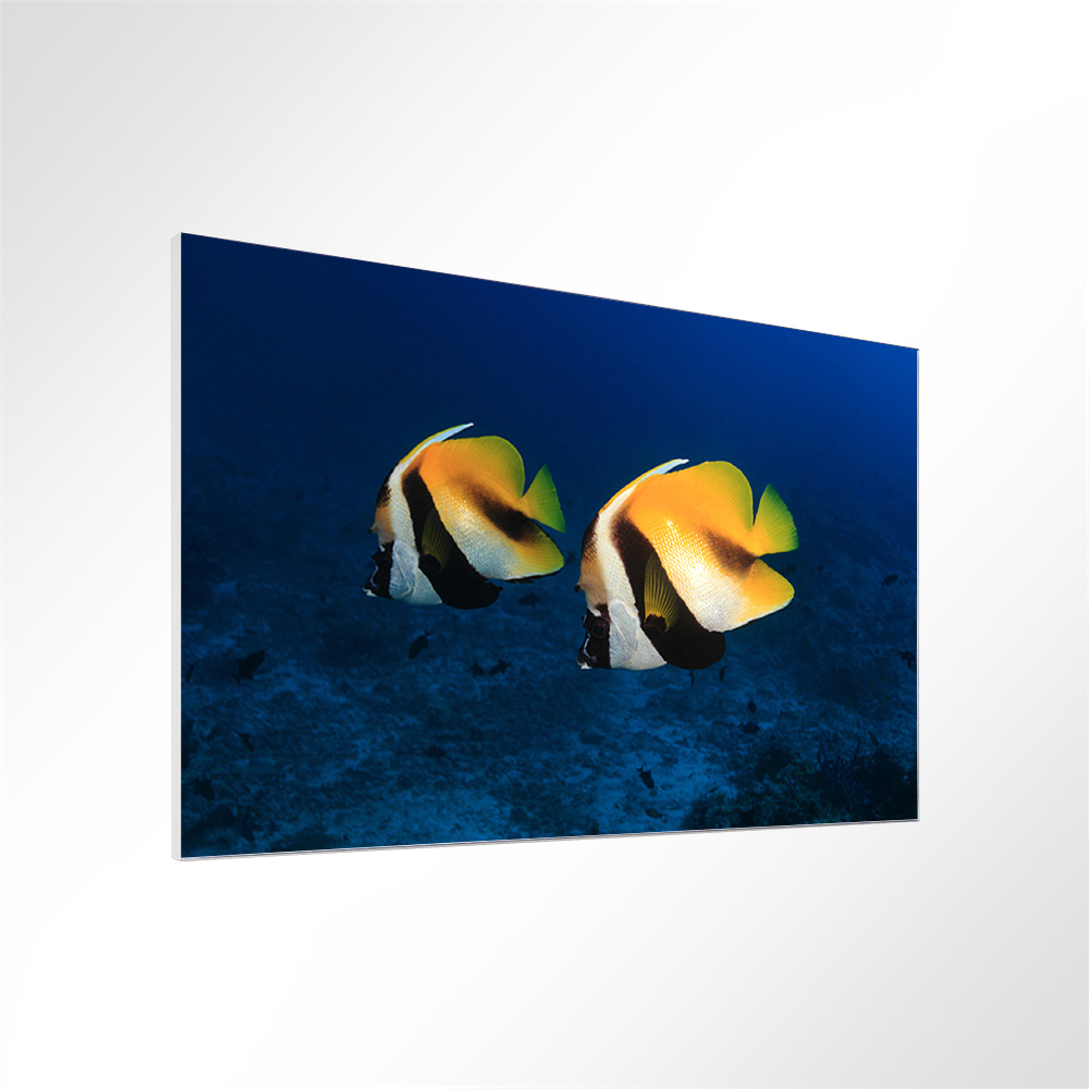 Artikelbild Absorberbild - Fische am Meeresgrund 50x50x5,5cm