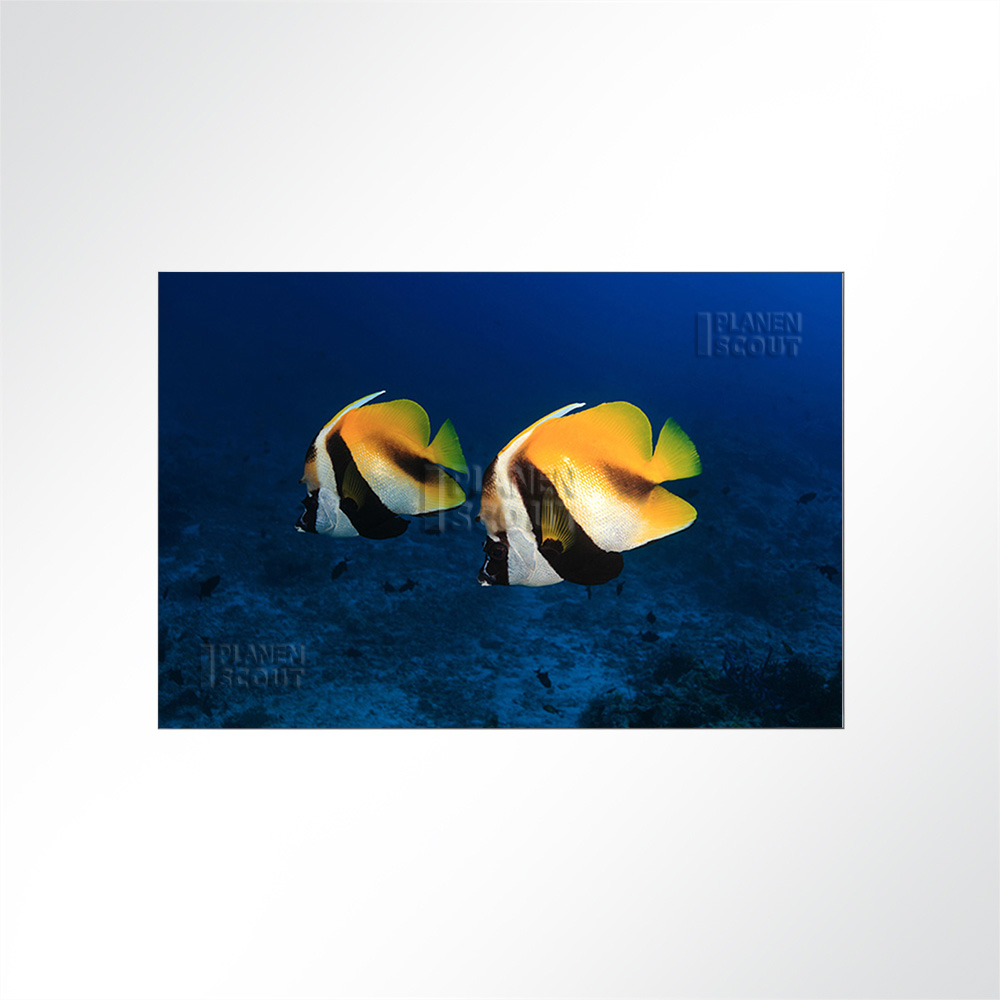 Artikelbild Absorberbild - Fische am Meeresgrund 50x50x5,5cm