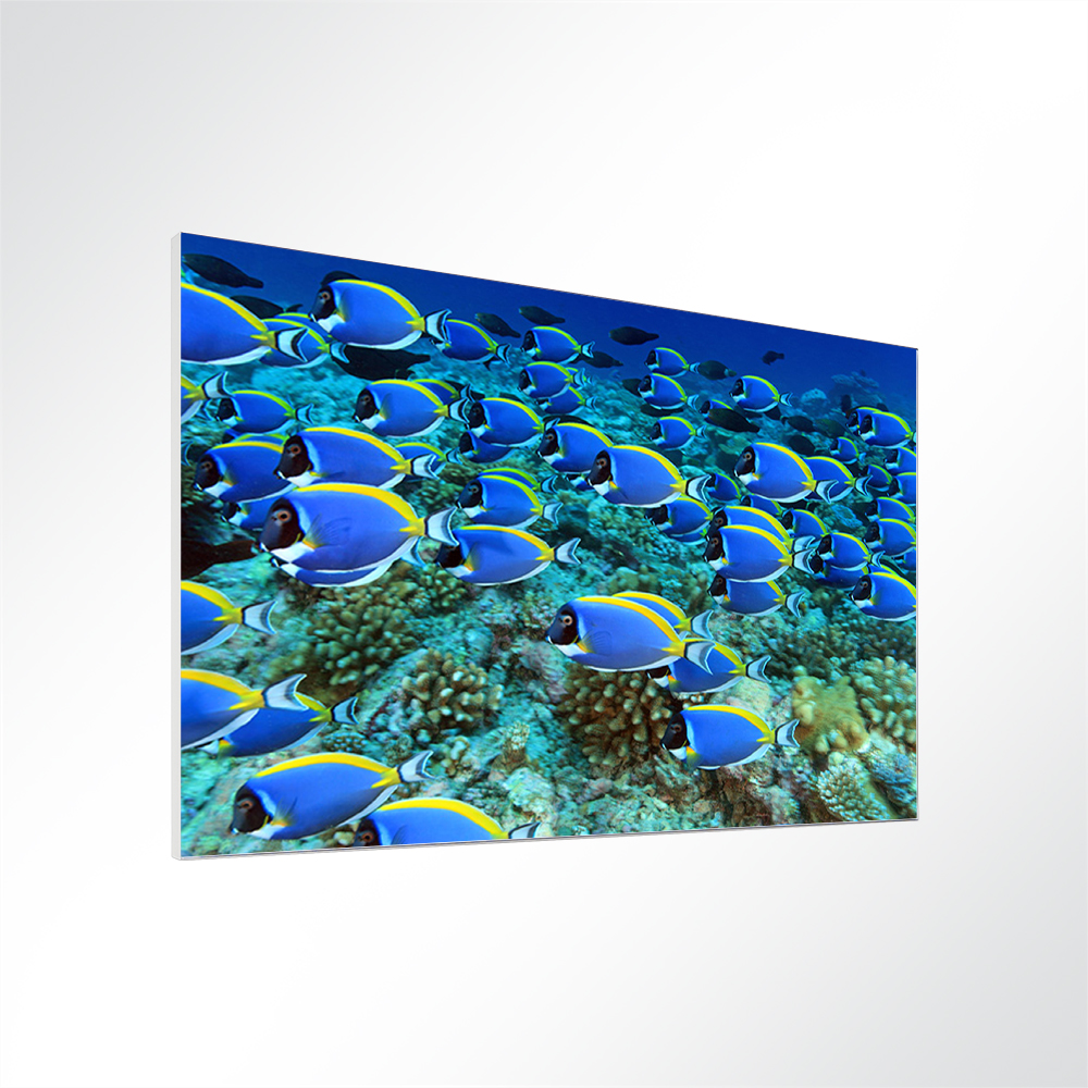 Artikelbild Absorberbild - Die Schwarmintelligenz der Fische 80x60x5,5cm