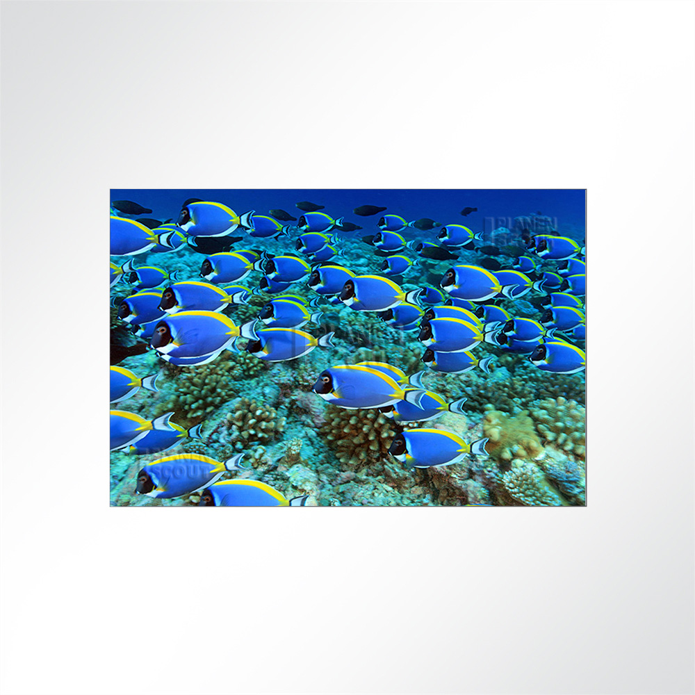Artikelbild Absorberbild - Die Schwarmintelligenz der Fische 50x50x5,5cm