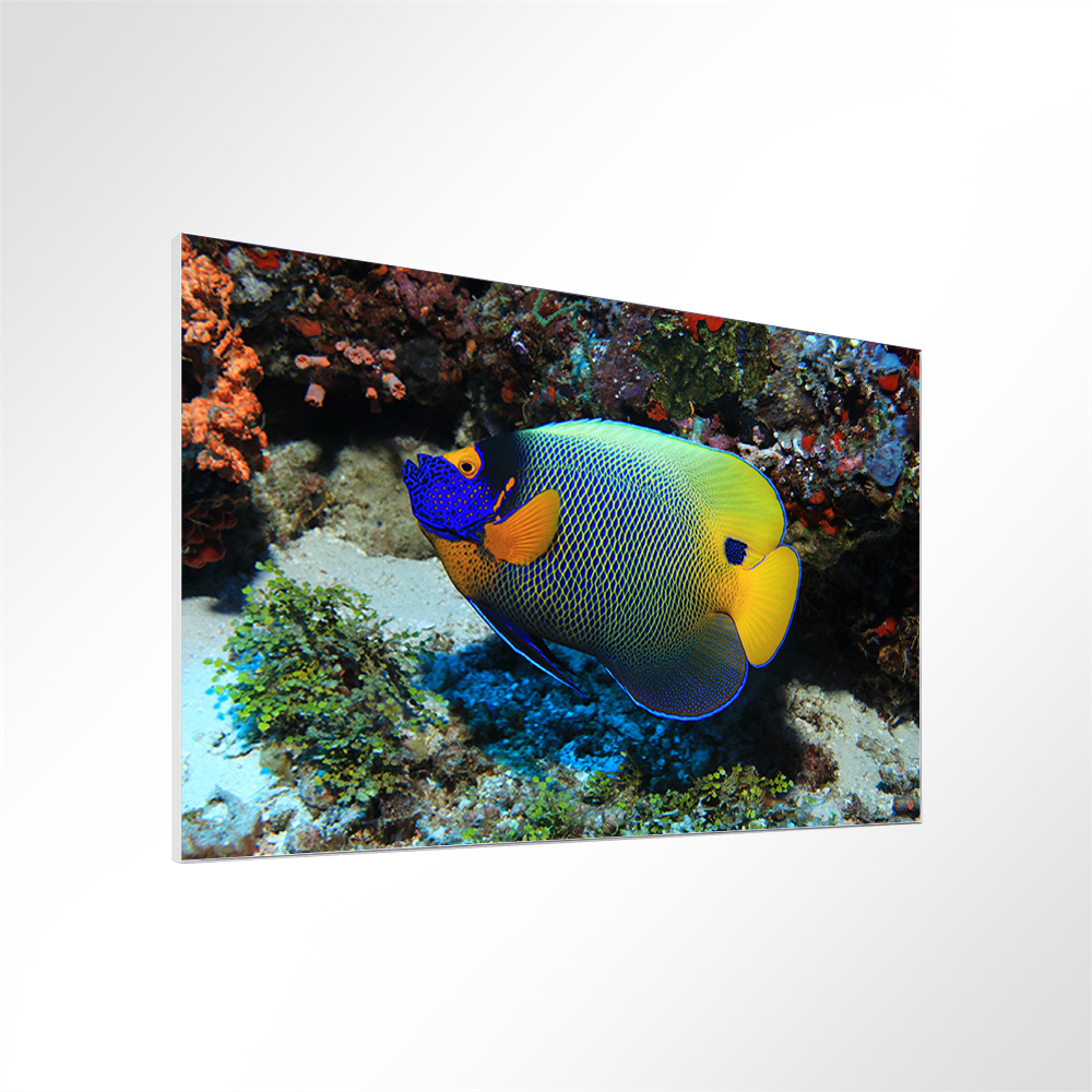 Artikelbild Absorberbild - Fisch am Korallenriff 50x50x5,5cm