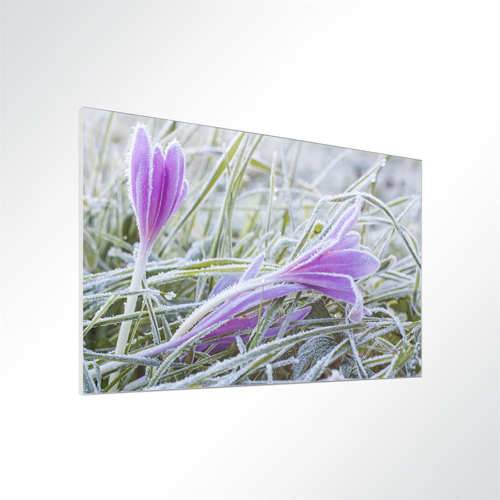 Artikelbild Absorberbild - Safranblte im Frost 50x50x5,5cm