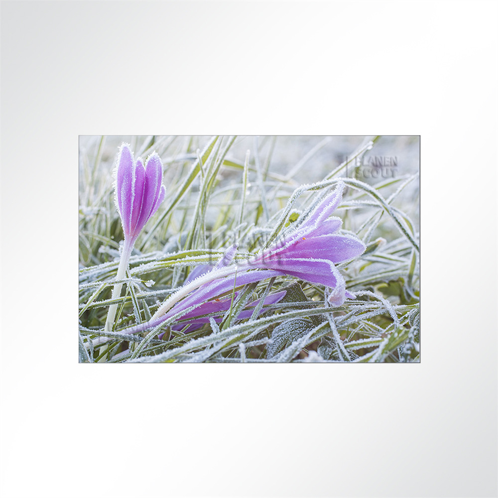 Artikelbild Absorberbild - Safranblte im Frost 50x50x5,5cm