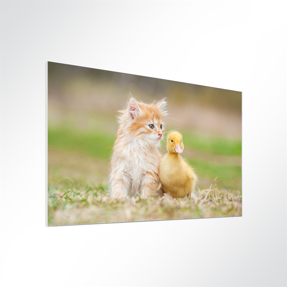 Artikelbild Absorberbild - Katzenbaby und Entenbaby 50x50x5,5cm