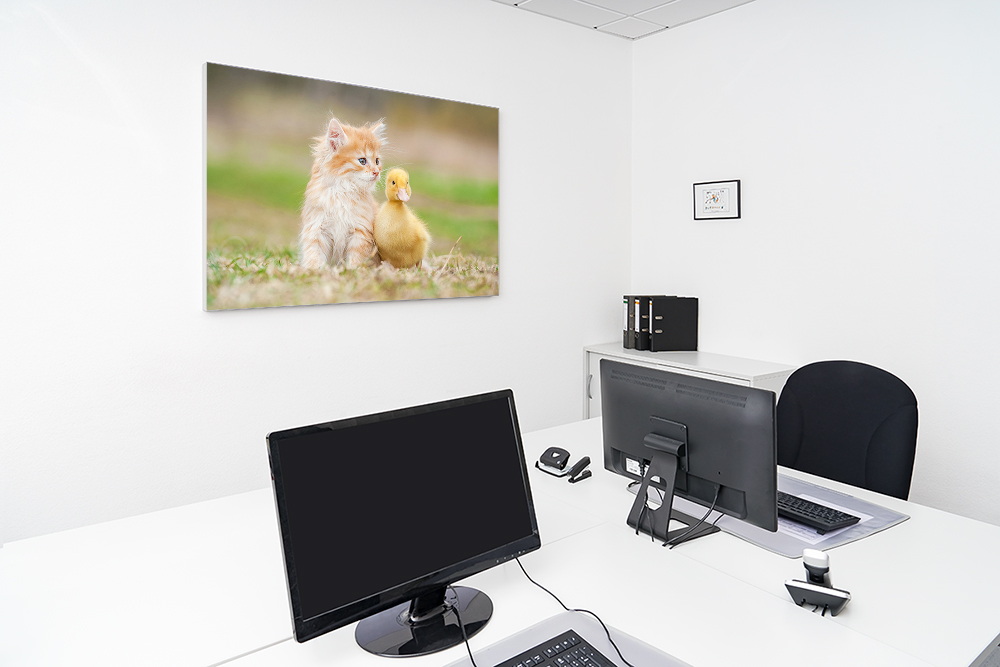 Artikelbild Absorberbild - Katzenbaby und Entenbaby 50x50x5,5cm
