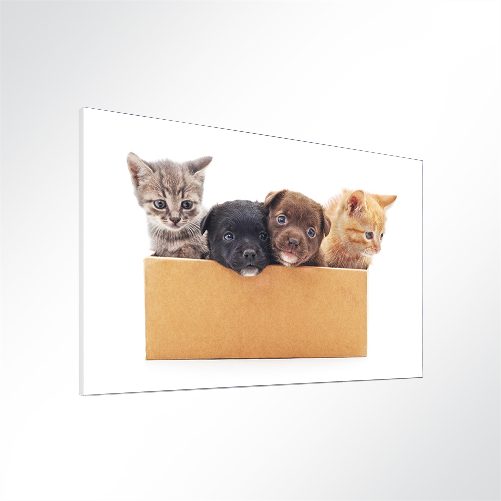 Artikelbild Absorberbild - Hunde- und Katzenbabys 50x50x5,5cm