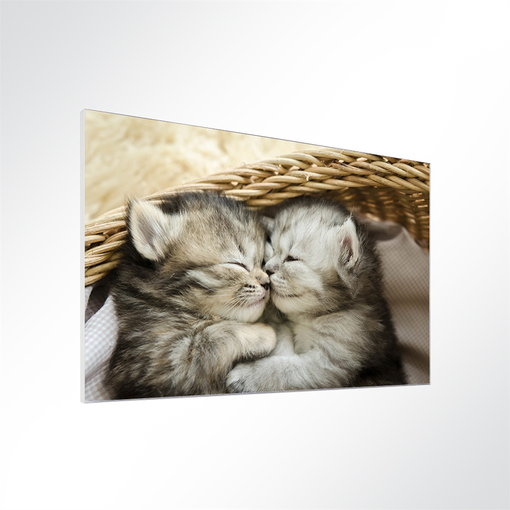 Artikelbild Absorberbild - Katzenbabys in trauter Zweisamkeit 50x50x5,5cm