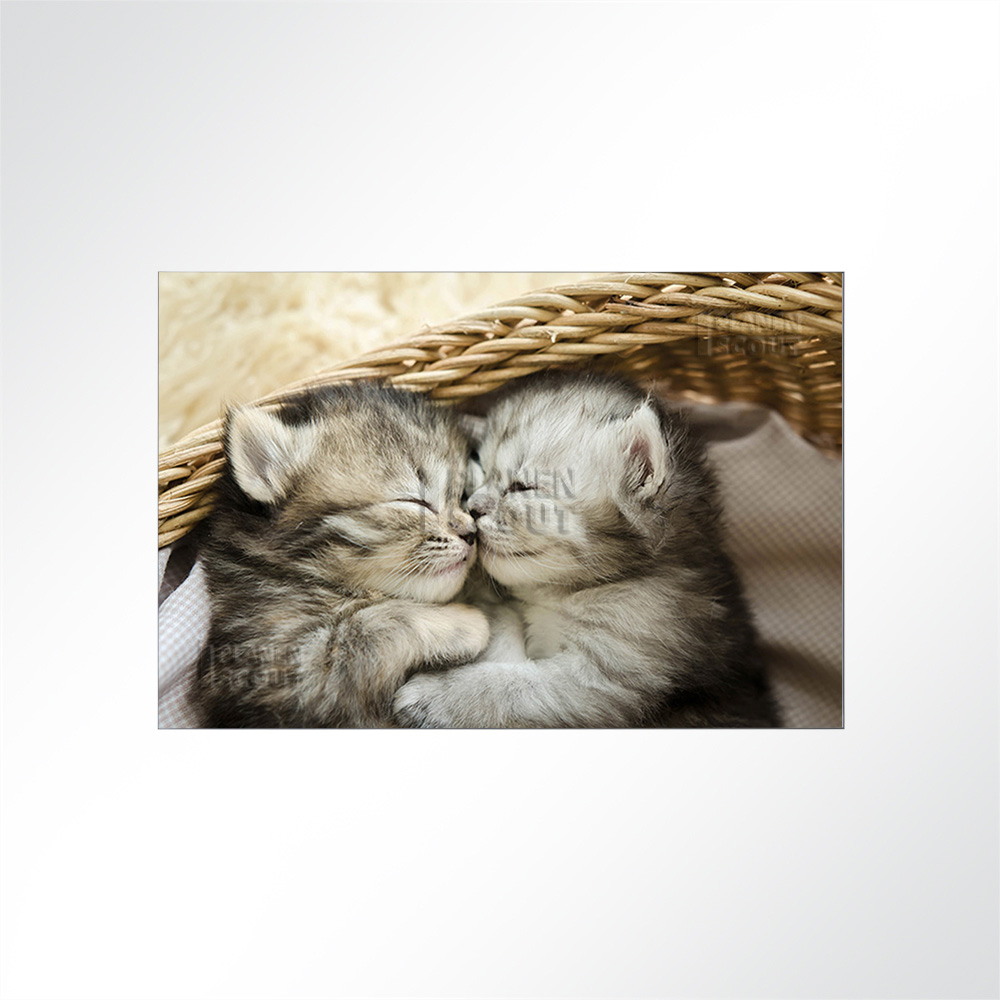Artikelbild Absorberbild - Katzenbabys in trauter Zweisamkeit 50x50x5,5cm