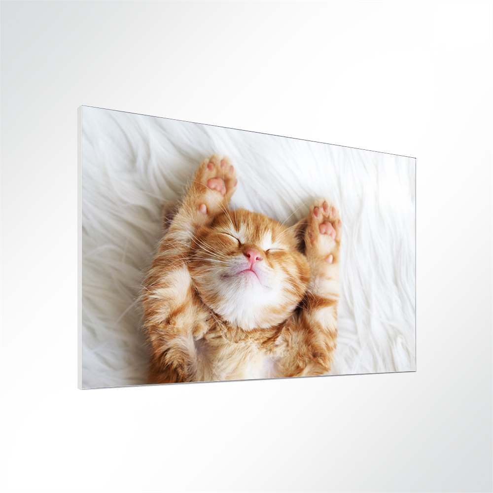 Artikelbild Absorberbild - Katzenbabys 80x60x5,5cm