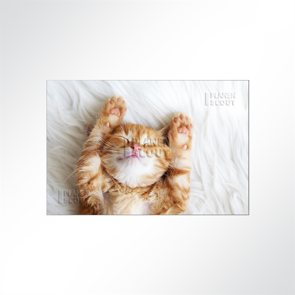 Artikelbild Absorberbild - Katzenbabys 80x60x5,5cm