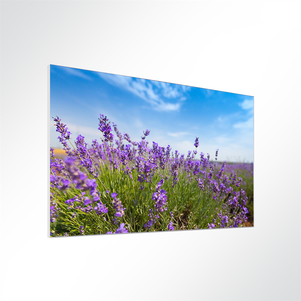 Artikelbild Absorberbild - Lavendel unter blauem Himmel 50x50x5,5cm