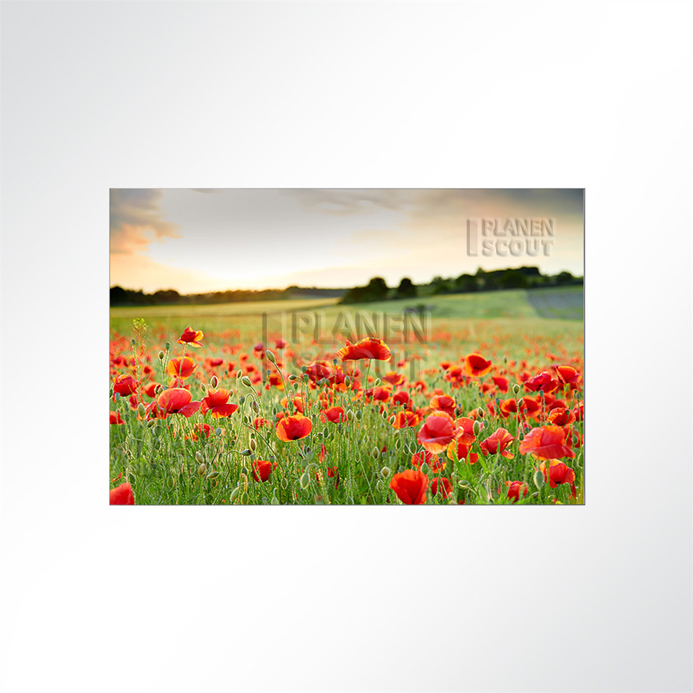 Artikelbild Absorberbild - Mohnblumenfeld im Sonnenuntergang 50x50x5,5cm