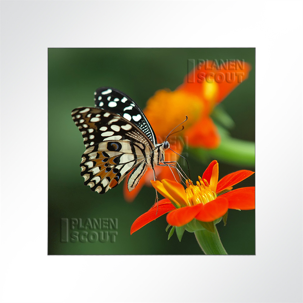 Artikelbild Absorberbild - Schmetterling 50x50x5,5cm