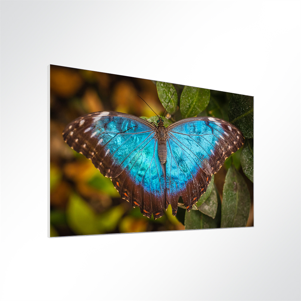 Artikelbild Absorberbild - Schmetterling 80x60x5,5cm