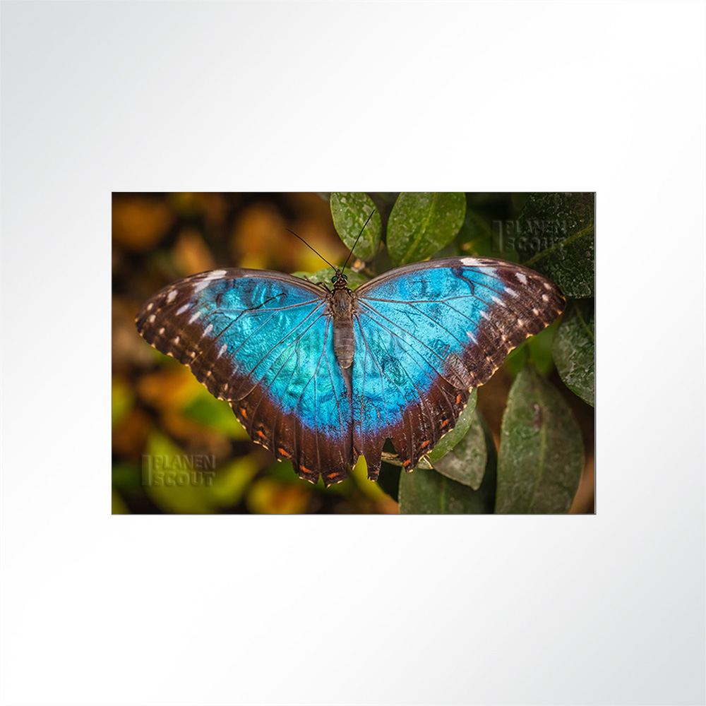 Artikelbild Absorberbild - Schmetterling 50x50x5,5cm