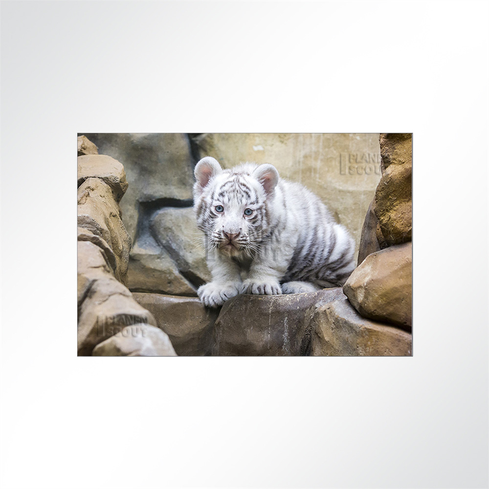 Artikelbild Absorberbild - Leoparden-Baby 80x60x5,5cm