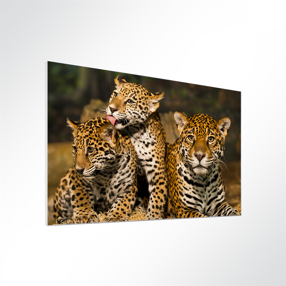 Artikelbild Absorberbild - Die Tiger Babys 50x50x5,5cm