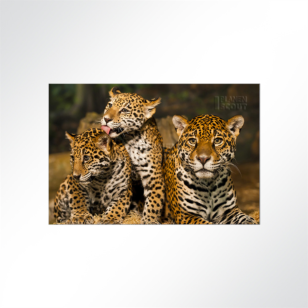 Artikelbild Absorberbild - Die Tiger Babys 50x50x5,5cm