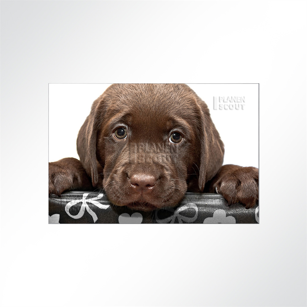 Artikelbild Absorberbild - Hundewelpe 50x50x5,5cm