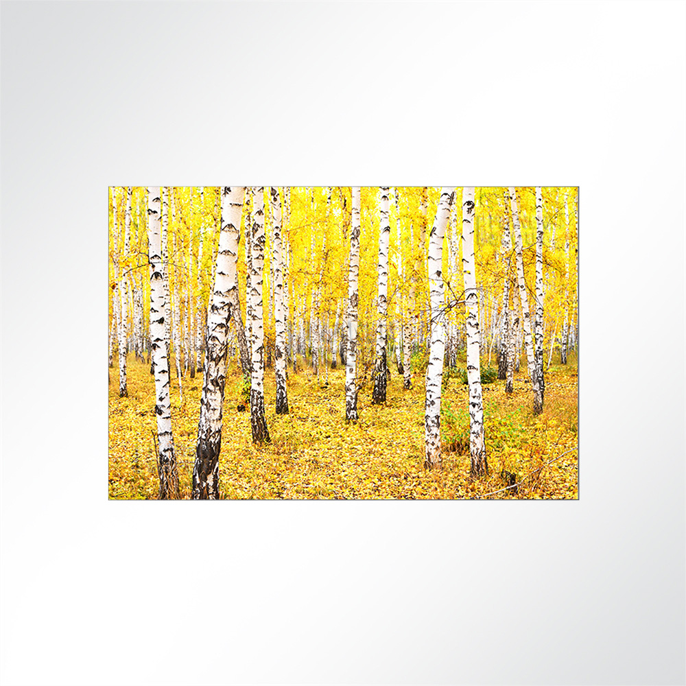 Artikelbild Absorberbild - Leuchtende Farben im Herbst 50x50x5,5cm