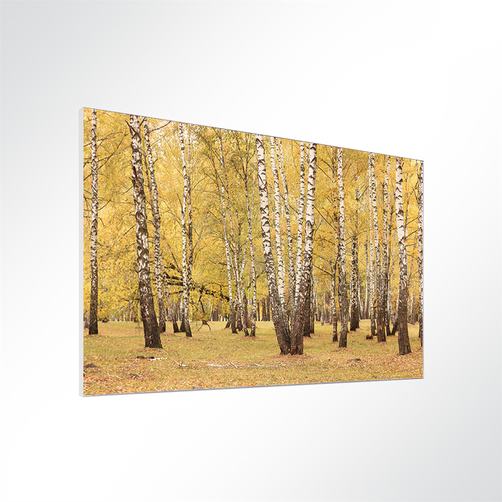 Artikelbild Absorberbild - Ein Birkenwald im Herbst 50x50x5,5cm