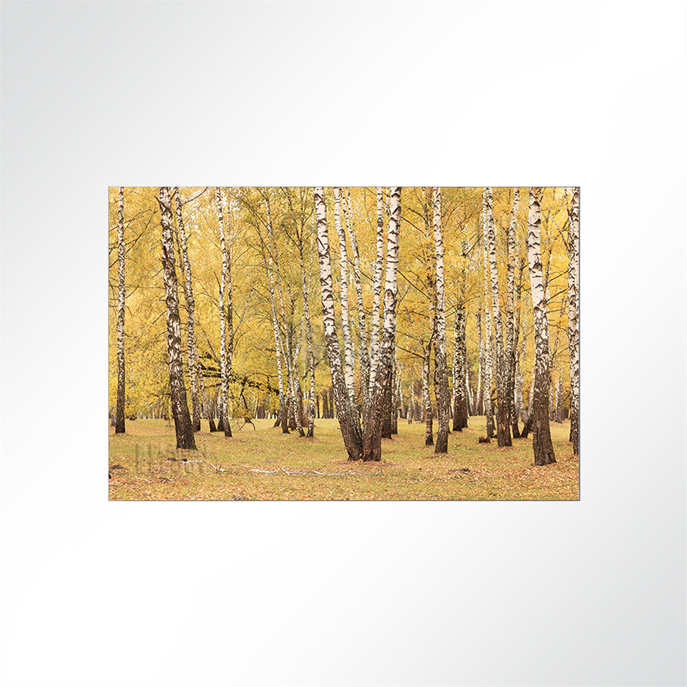 Artikelbild Absorberbild - Ein Birkenwald im Herbst 50x50x5,5cm