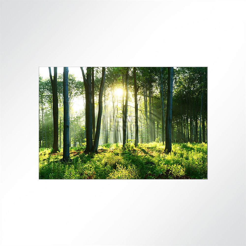 Artikelbild Absorberbild - Sonnenaufgang im Wald 50x50x5,5cm