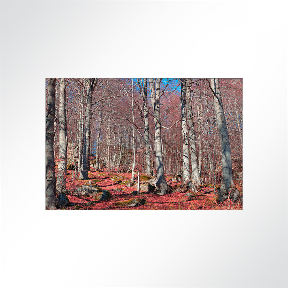 Artikelbild Absorberbild - Birkenwald 50x50x5,5cm