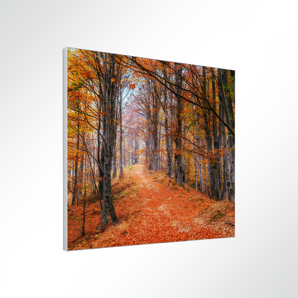 Artikelbild Absorberbild - Waldweg im Herbstwald 50x50x5,5cm