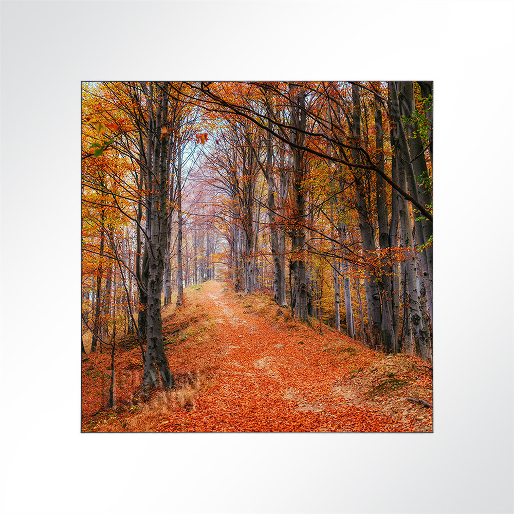 Artikelbild Absorberbild - Waldweg im Herbstwald 50x50x5,5cm