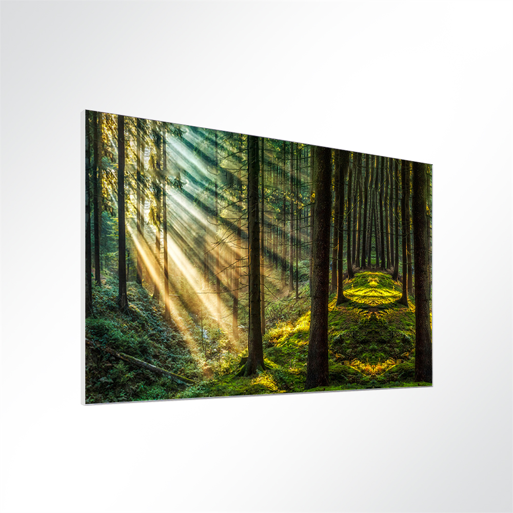 Artikelbild Absorberbild - Waldweg 50x50x5,5cm