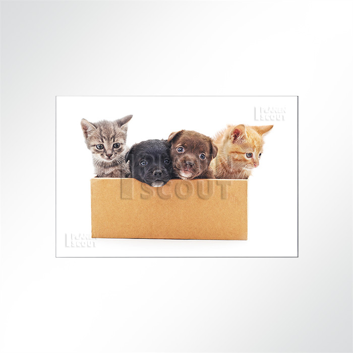 Akustikbild - Hunde- und Katzenbabys in einer Kiste