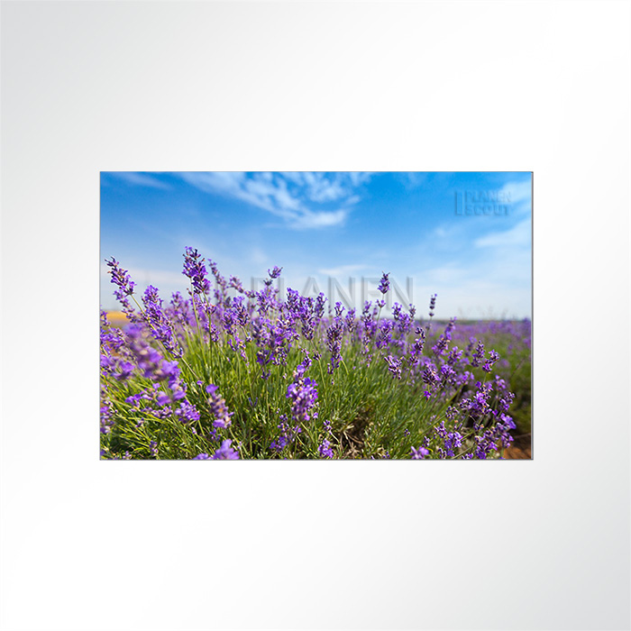 Akustikbild Lavendel - Unter blauem Himmel