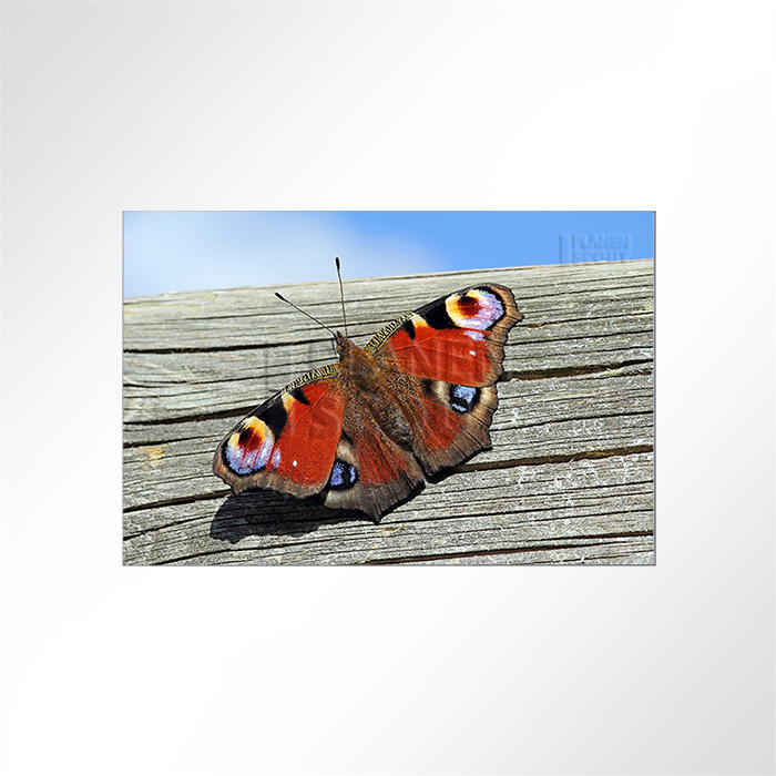 Akustikbild Schmetterling - Ein Schmetterling sitzt auf einem Holzbalken