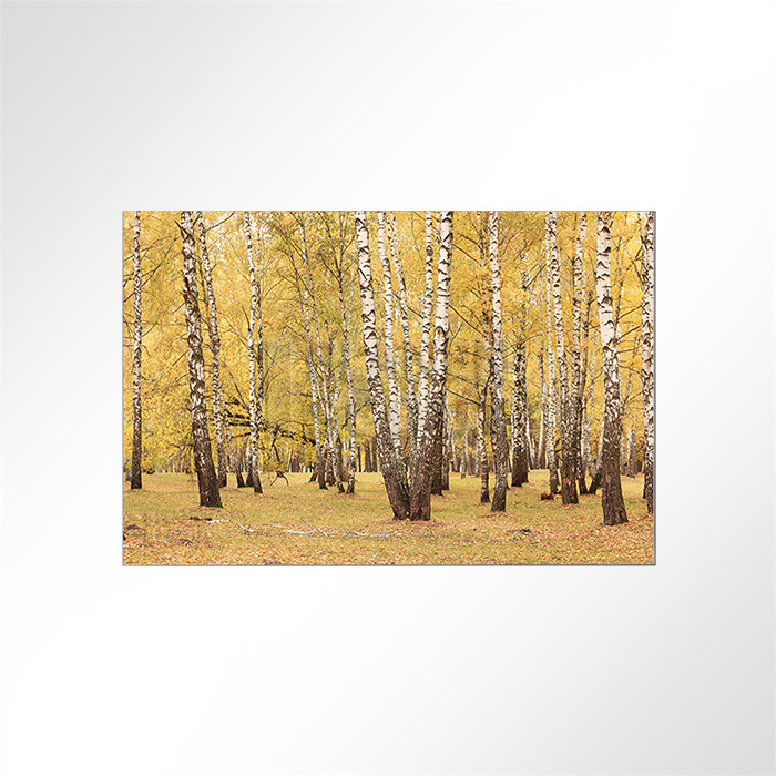 Akustikbild - Ein Birkenwald im Herbst