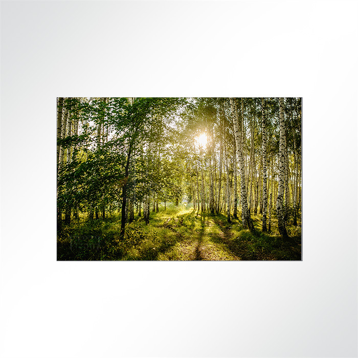 Akustikbild - Ein Birkenwald im Sonnenlicht