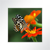 Vorschau Absorberbild - Schmetterling 50x50x5,5cm orange